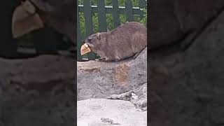 A CUTE DASSIE ROCK HYRAX HERMANUS SOUTH AFRICA whalewatching caverestaurant [upl. by Avictor]