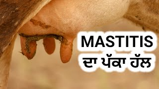 mastitis best treatment on YouTube [upl. by Rosemaria]