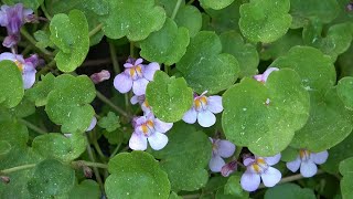 Cymbalaria muralis weed or a treasured garden plant [upl. by Burkle]