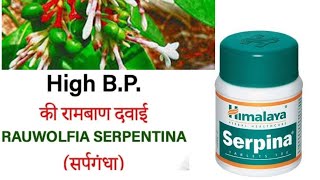 Rauwolfia serpentinaAyurvedic medicine for high bpHimalaya serpina tabletssarpagandha [upl. by Stinson]