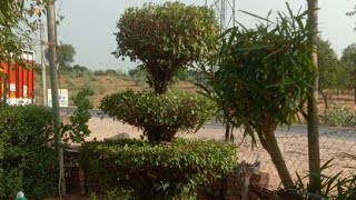 Topiary plant cutting live [upl. by Atiram387]