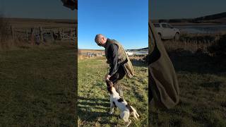 Heel Work Gundog Training Loose Lead Puppy Training dogtraining gundogtraining dog [upl. by Ninnahc]