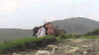 Deer Hunting in Scotland  lifting stag onto pony [upl. by Vaules817]