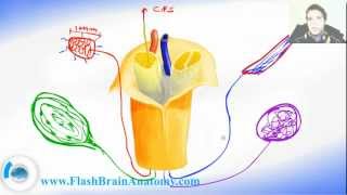 Somatosensory function merkel cells and receptors [upl. by Ratcliffe493]