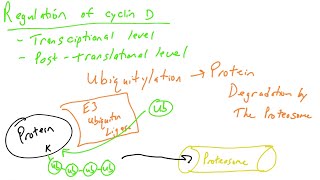 Cell cycle regulation part 4 cyclin D and Ubiquitylation [upl. by Kimmy]