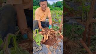 Harvesting the Most Satisfying Jack Fruit shorts farmlife [upl. by Nations]