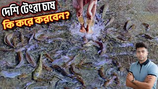 আধুনিক পদ্ধতিতে দেশি টেংরা মাছ চাষ টেংরা ও গুলশা মাছের খাবার কি  Desi tangara fish farming process [upl. by Bela]