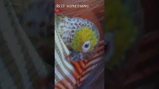 I just want my bird back 💔🕊️🦜petloss pets [upl. by Yrreg]