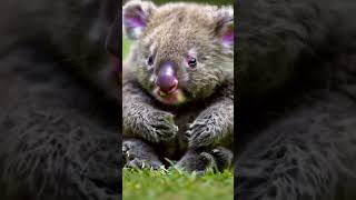 Baby wombat change into monster wombat animals wombat edit farm australiananimals marsupial [upl. by Schumer]