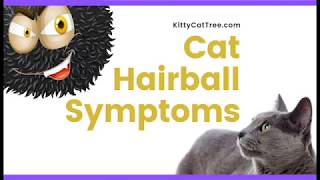 Cat Hairball Symptoms  When You Should See a Vet [upl. by Hasin]