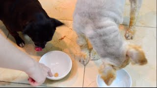 DIY pill pocket dog cat home made dog treat [upl. by Ynelram]