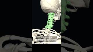 Kręgi szyjne vertebrae cervicales uczymy razem shorts anatomia medycyna 3d anatomy [upl. by Euqinu]