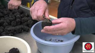 Marché de Lalbenque et préparation des truffes à Chambon amp Marrel [upl. by Noe]