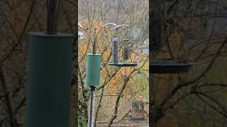 Goldfinch amp Greenfinch Feeding At The Station In My Garden 🐦🌿 Birdwatching NatureLover GardenLife [upl. by Assilam]