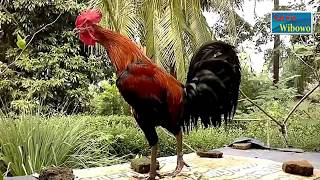 Kumpulan Suara Kokok Ayam Pelung Juara Wajib Dilihat [upl. by Htelimay504]