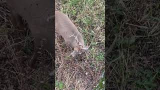 Nice Illinois buck [upl. by Desmond241]