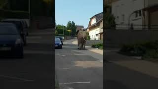 Elefant bricht aus Zirkus aus und läuft durch die Stadt Neuwied 06062018 [upl. by Berns151]