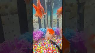 Little Goldies fypシ゚viral fish aquarium shortvideos trendingshorts viralvideos tiktok [upl. by Anoit]