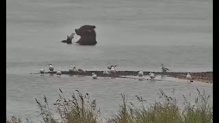 06 Sep 2024 901 dives for 11 fish on Naknek lake exploreorg [upl. by Barcus682]