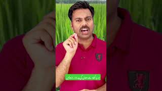 How does urea fertilizer increase paddy grains yield urea ureafertilizer paddy ureabenefits [upl. by Retsevlys]