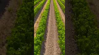 Grapevine rows 4 আবেগময় কণ্ঠে সূরা কাহফ এর তিলাওয়াত [upl. by Eidissac]