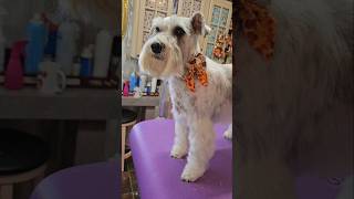 Schnauzer mix gets a Schnauzer cut dog grooming [upl. by Skricki824]