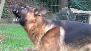 German Shepherd barking at birds [upl. by Irwinn]