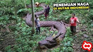 Warga Gempar Saat Menemukan Bangkai Ular Naga Raksasa di Hutan Namun Setelah Diselidiki Ternyata [upl. by Nibroc]