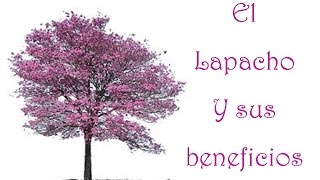 BENEFICIOS para la salud del LAPACHO  remedio natural [upl. by Anav]