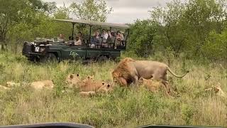 Plains Camp Male Lions amp Mhangeni pride  12 December 2023 [upl. by Adikam]