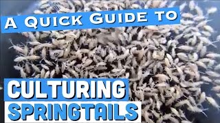 Culturing Springtails A Quick Guide [upl. by Aisercal]