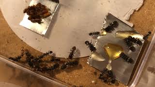 Cephalotes texanus  Texas Turtle Ants 3 Queen polygynous colony [upl. by Atlas315]