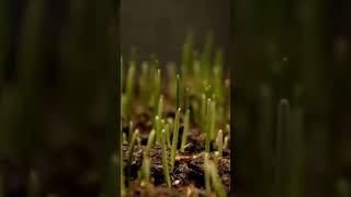 Watch this grass seed grow time lapse video [upl. by Oicnedif]