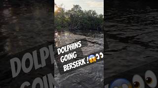 Dolphins Destroy fish at boat💥 Dolphins Rampage through the Flats dolphins fishtube mulletrun [upl. by Zilef]