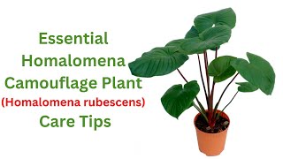 Homalomena Camouflage Plant Care Tips Keeping Your Indoor Jungle Beautiful [upl. by Shum]