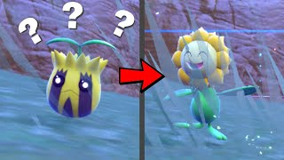 How to Find a Sunkern and Evolve it into a Sunflora in Pokemon Scarlet amp Violet [upl. by Garrot]