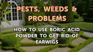 How to Use Boric Acid Powder to Get Rid of Earwigs [upl. by Brnaba88]