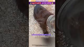 भालू मां ने आदमी को हाथ देकर क्यों रोका 😱🙏 animal animals animallover animalrescue bear [upl. by Adym868]