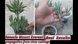 how to grow senecio mount everest from stem cuttings  propagate curio ficoides from stem cuttings [upl. by Richers431]