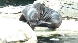 South American sea lion Otaria flavescens formerly Otaria byronia Zoo Schönbrunn Superzoom Robben [upl. by Deenya208]