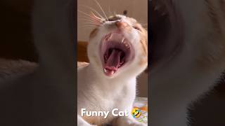 Funniest Cat funny fun comedy cat cats comedy viralshort shorts short [upl. by Aelyk165]