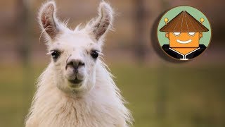 QUÉ PASA CON LAS LLAMAS I Mini Documental [upl. by Tnemelc]