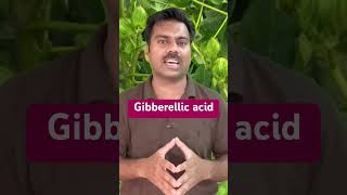 Gibberellic acid  Use in Agricultural Crops Gibberellicacid gibberellin abidaliagrarian farming [upl. by Einiffit]