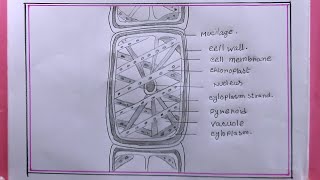 how to draw spirogyra CellSpirogyra Cell Drawing [upl. by Fara]