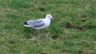 20240228 ZILVERMEEUW LARUS ARGENTATUS [upl. by Dylane182]