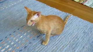 Oriental shorthair cat talking [upl. by Riccio]