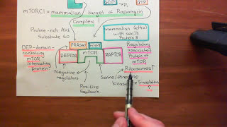 Receptor Tyrosine Kinases Part 12 [upl. by Ricki]