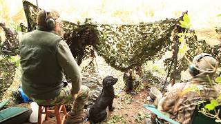 Pigeon Shooting in the south of Ireland  HD Part 7 [upl. by Jaret165]