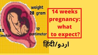 14 weeks pregnant  sehat ronaq  urdu [upl. by Jody140]