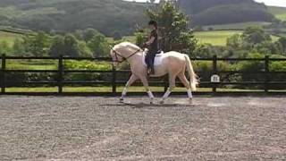 Magician GF Homozygous AES Licensed cremello stallion at Stud in Devon UK [upl. by Addia]